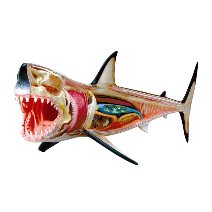 4D Great White Shark Anatomy