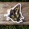 Anise Swallowtail Butterfly Vinyl Sticker