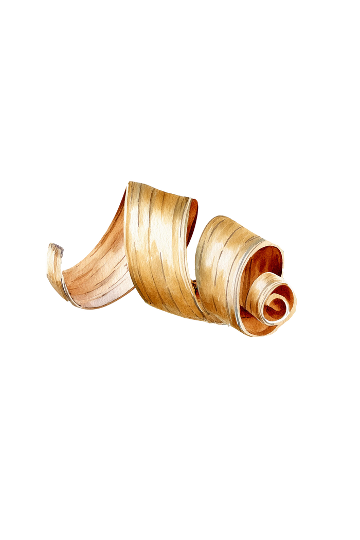 Rustic Strength - botanical watercolor image of a curled wood shaving, representing Cedarwood scent
