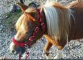 complete bitless bridle side pull red and black with flat reins …pony, Cob, Horse or Draft horse size (you pick your size) - Tiffanys Braided Tack LLC