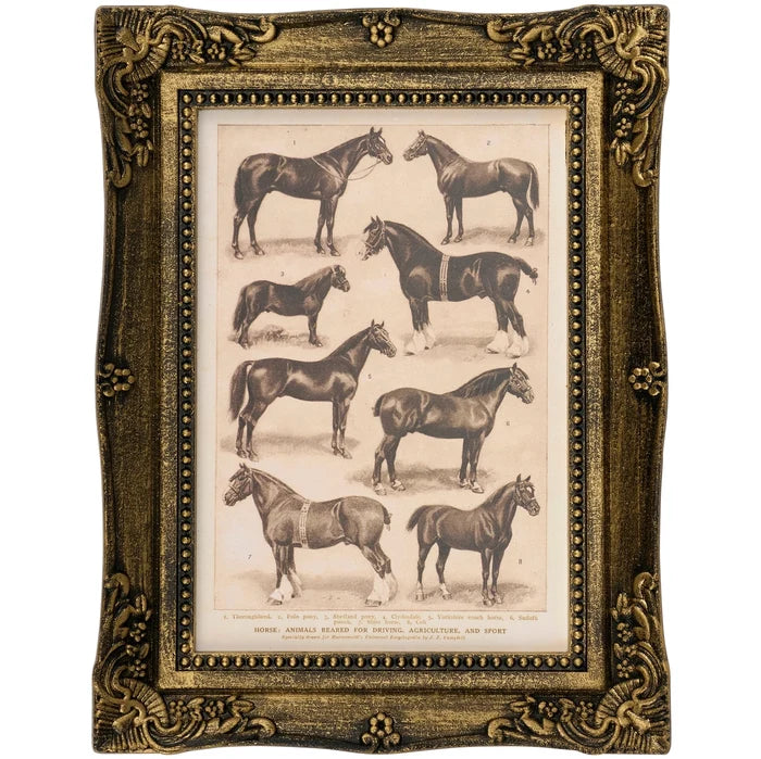 Horse Breeds Framed Wall Art 6.5 x 8.5