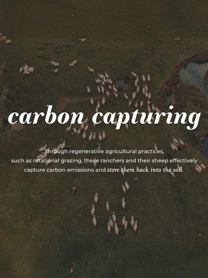 Aerial view of sheep grazing a green pasture, with the heading "Carbon capturing" and the caption: through regenerative agricultural practices, such as rotational grazing, these ranchers and their sheep effectively capture carbon emissions and store them back into the soil.