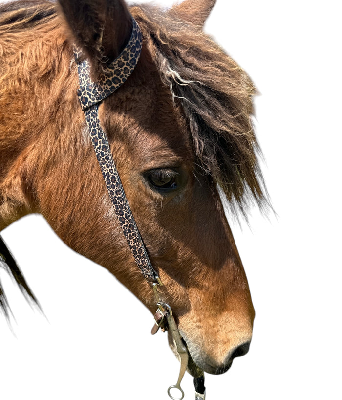 One Ear Headstall cheetah print with quick change clips  horse size