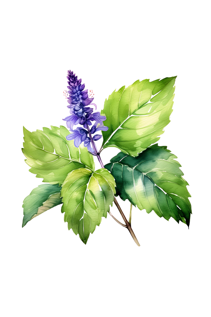 Rustic Strength - botanical image of purple flower on branch with leaves, representing Patchouli scent