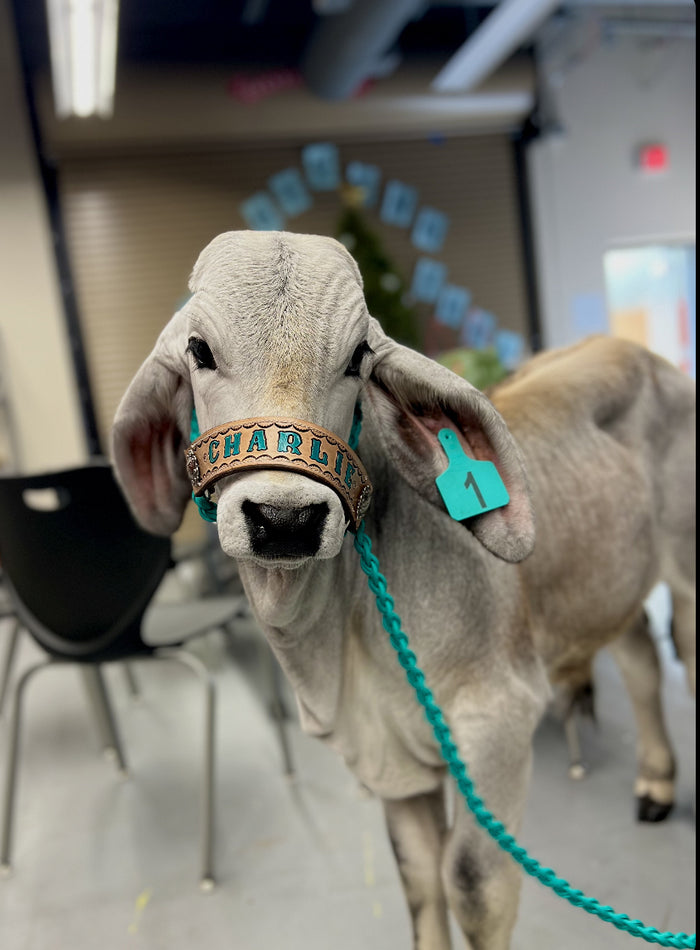 Personalized COW halter full cow size - Tiffanys Braided Tack LLC