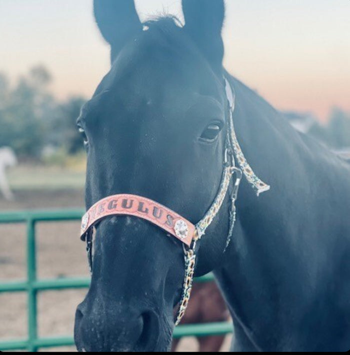 PERSONALIZED cow sunflower print nylon horse halter