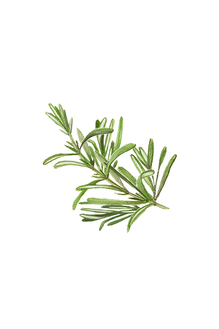 Rustic Strength - botanical image of a rosemary sprig, representing Rosemary scent