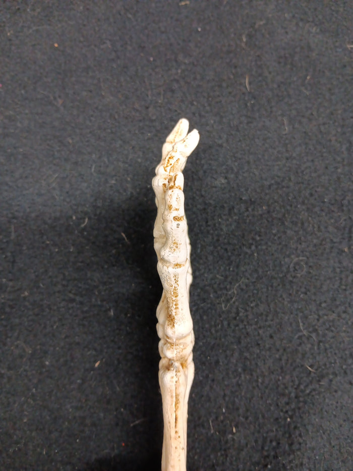 Skeleton hand bottle open-Jantiques LLC.