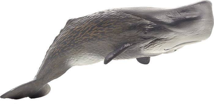 Sperm Whale