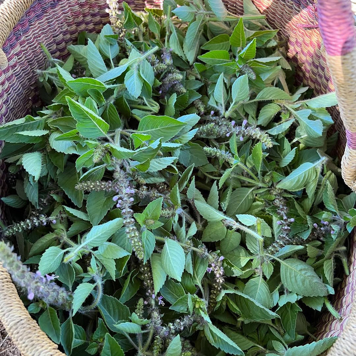 Basket filled with fresh holy basil cuttings