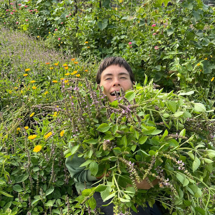 Person hugging a large armful of fresh herbs in a garden setting