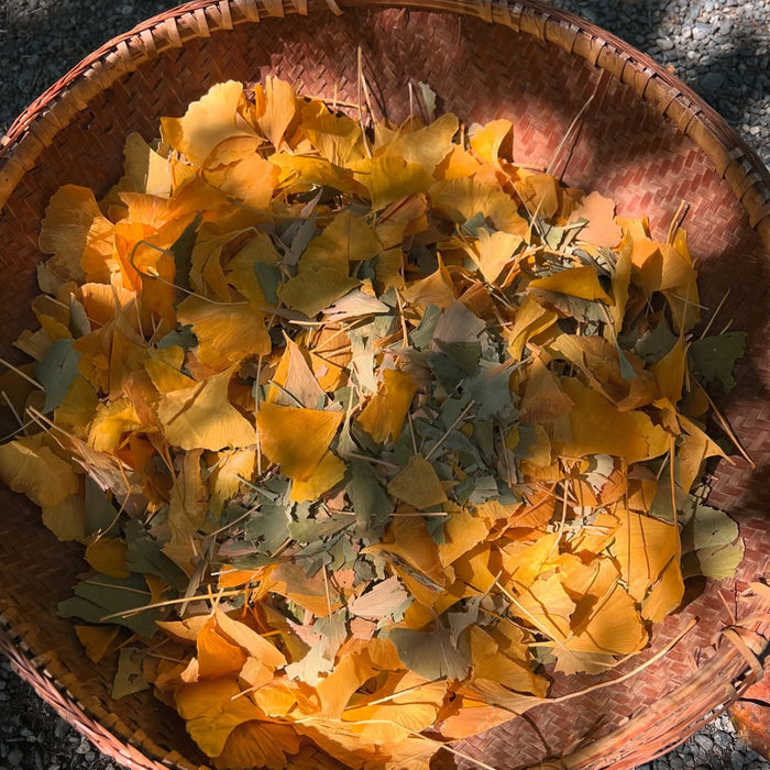 Basket filled with yellow and green ginko leaves on a gravel ground, in dappled sunlight