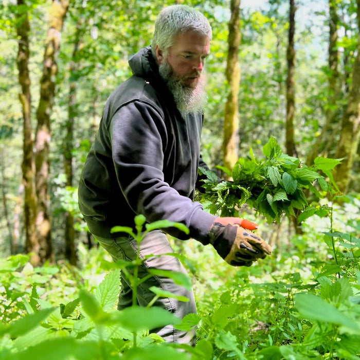 Man with a beard and heavy gloves, picking stinging nettle plants in a forest.